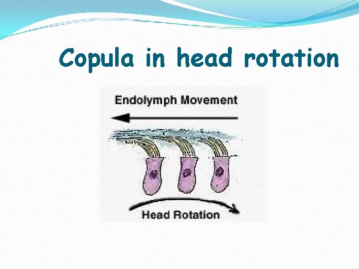 Copula in head rotation 