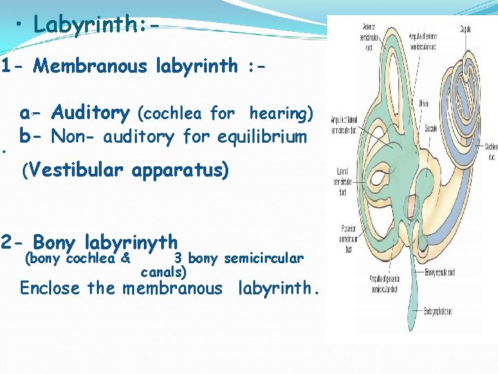 • Labyrinth: 1 - Membranous labyrinth : - • a- Auditory (cochlea for • Labyrinth: 1 - Membranous labyrinth : - • a- Auditory (cochlea for