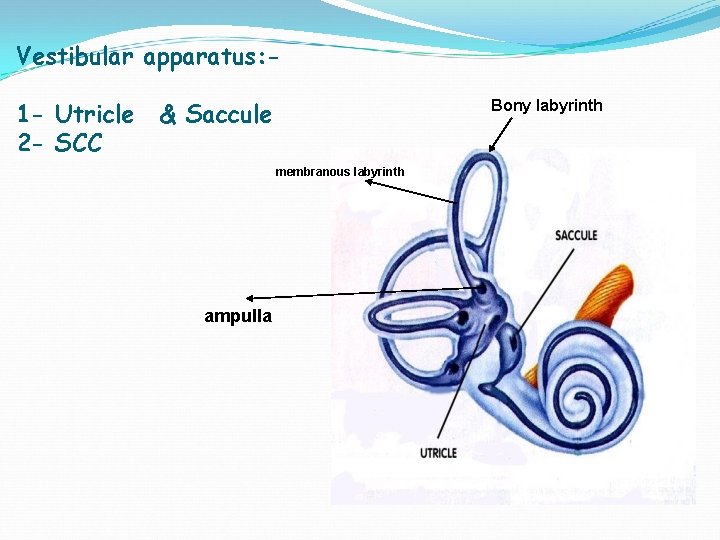 Vestibular apparatus: 1 - Utricle 2 - SCC & Saccule Bony labyrinth membranous labyrinth Vestibular apparatus: 1 - Utricle 2 - SCC & Saccule Bony labyrinth membranous labyrinth