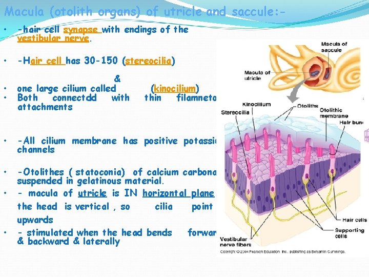 Macula (otolith organs) of utricle and saccule: • -hair cell synapse with endings of Macula (otolith organs) of utricle and saccule: • -hair cell synapse with endings of