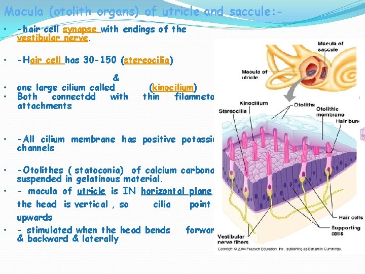 Macula (otolith organs) of utricle and saccule: • -hair cell synapse with endings of