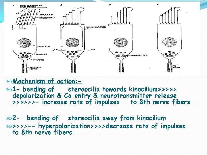 Mechanism of action: 1 - bending of stereocilia towards kinocilium>>>>> depolarization & Ca Mechanism of action: 1 - bending of stereocilia towards kinocilium>>>>> depolarization & Ca