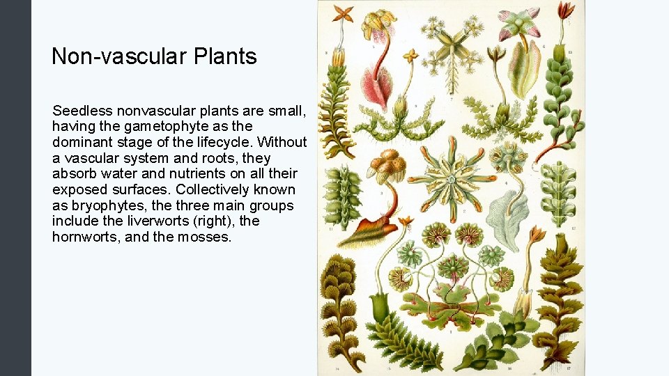 Non-vascular Plants Seedless nonvascular plants are small, having the gametophyte as the dominant stage