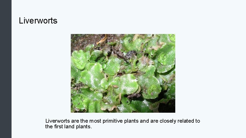 Liverworts are the most primitive plants and are closely related to the first land