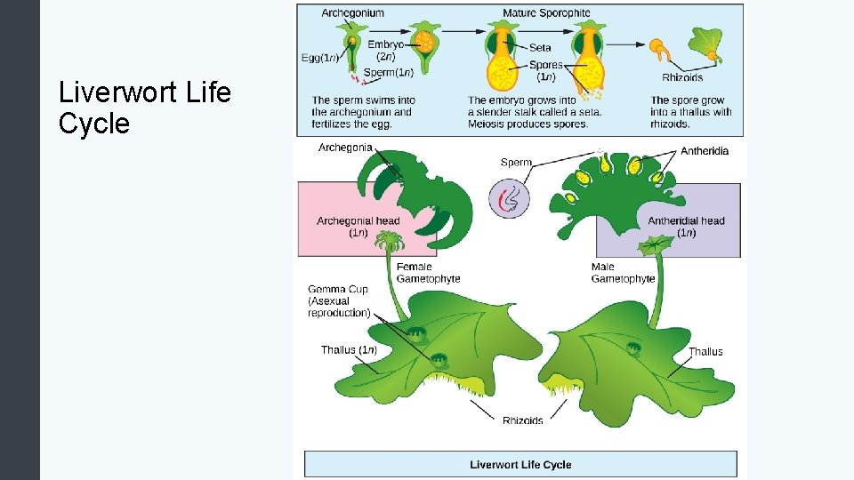 Liverwort Life Cycle 