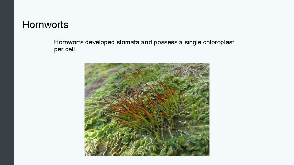 Hornworts developed stomata and possess a single chloroplast per cell. 