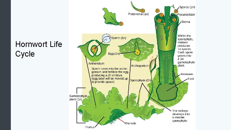 Hornwort Life Cycle 