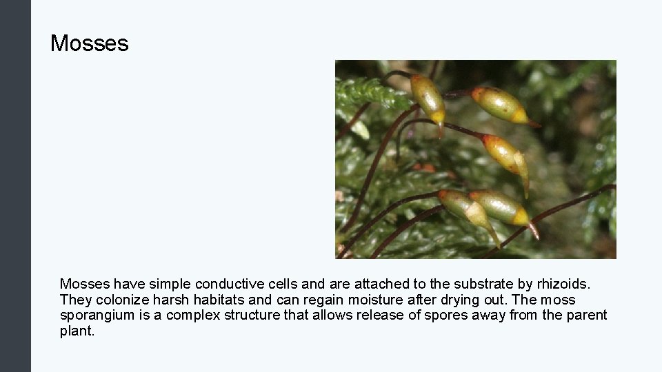 Mosses have simple conductive cells and are attached to the substrate by rhizoids. They