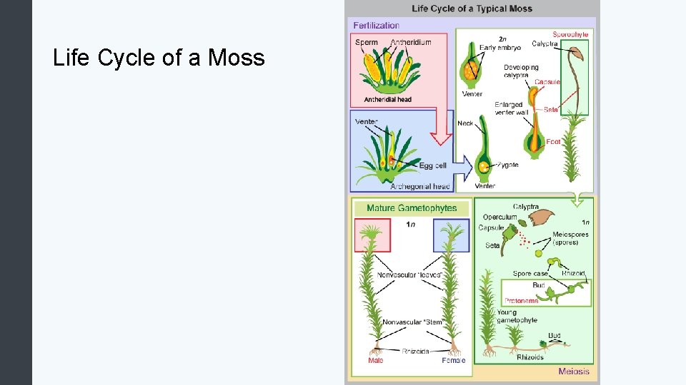 Life Cycle of a Moss 