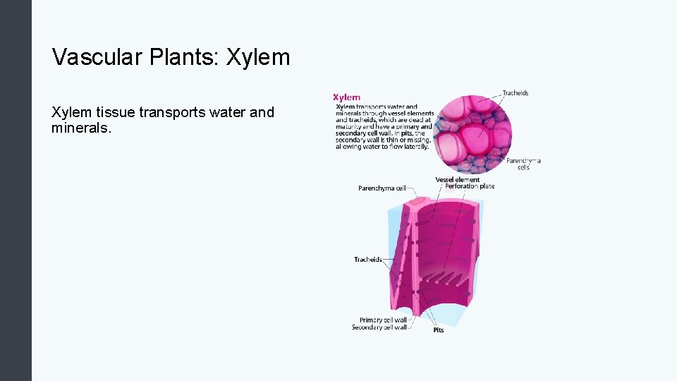 Vascular Plants: Xylem tissue transports water and minerals. 