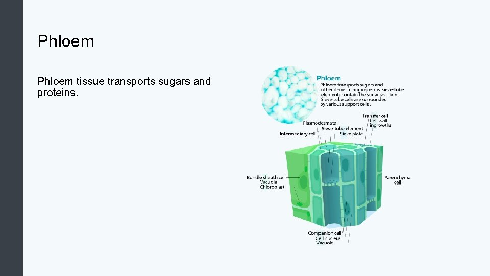 Phloem tissue transports sugars and proteins. 