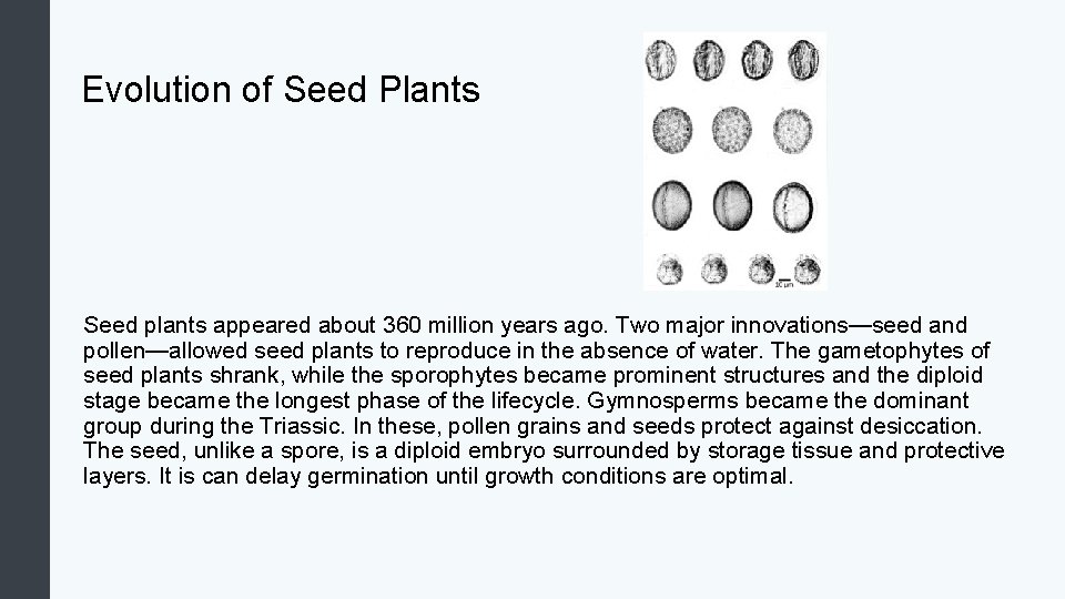 Evolution of Seed Plants Seed plants appeared about 360 million years ago. Two major