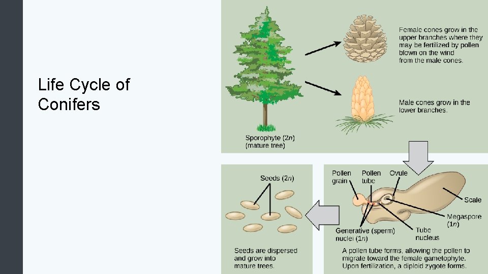 Life Cycle of Conifers 