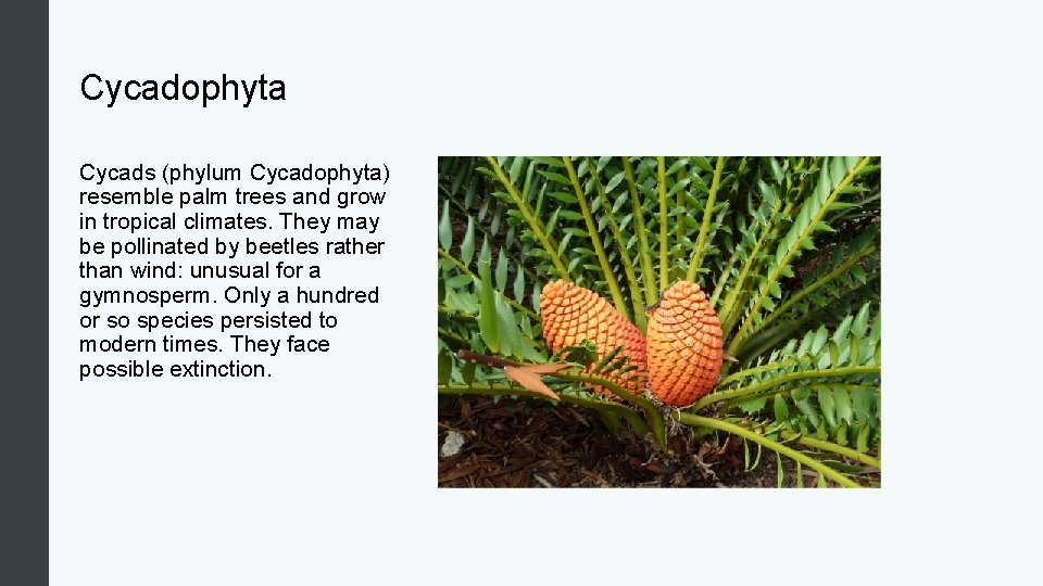Cycadophyta Cycads (phylum Cycadophyta) resemble palm trees and grow in tropical climates. They may