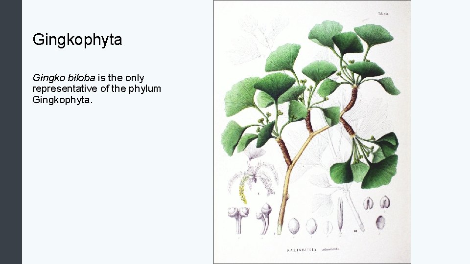 Gingkophyta Gingko biloba is the only representative of the phylum Gingkophyta. 