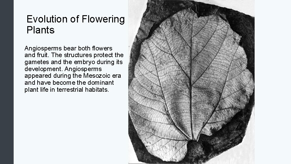 Evolution of Flowering Plants Angiosperms bear both flowers and fruit. The structures protect the