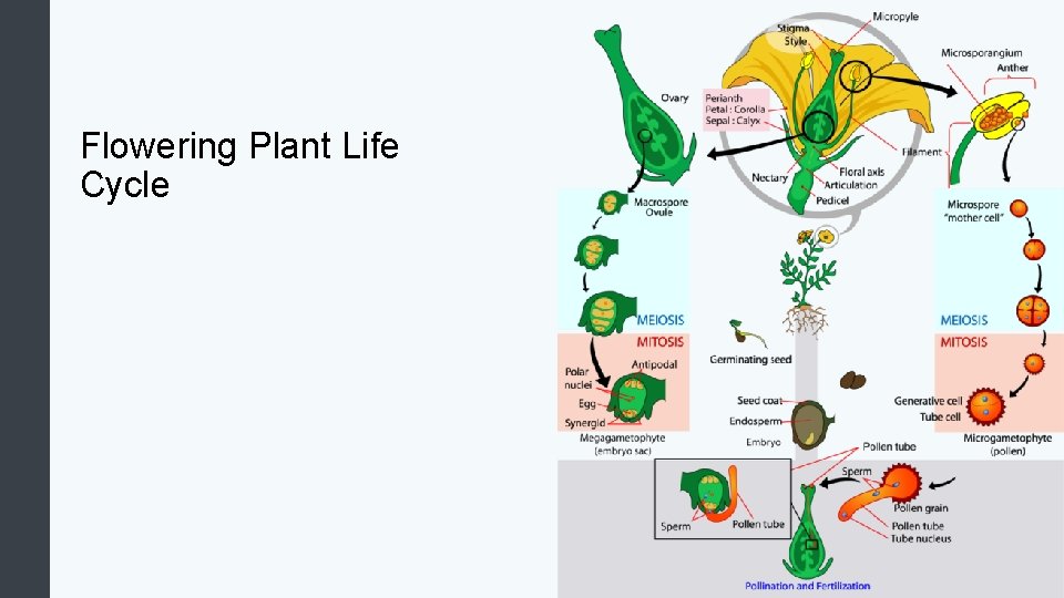 Flowering Plant Life Cycle 