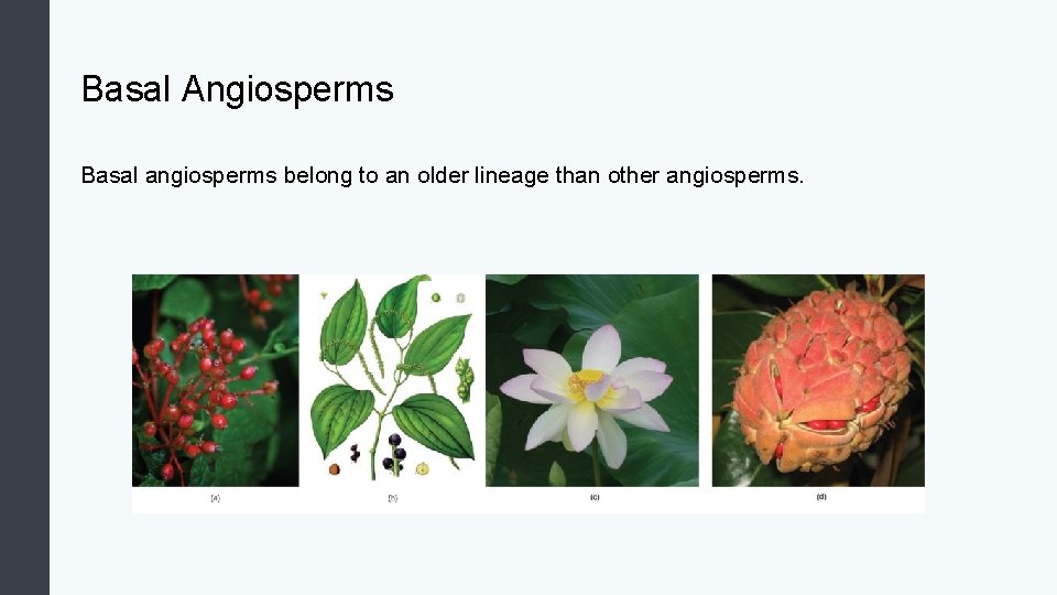 Basal Angiosperms Basal angiosperms belong to an older lineage than other angiosperms. 
