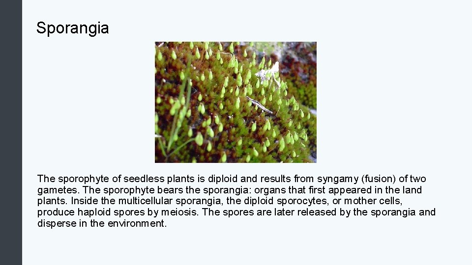Sporangia The sporophyte of seedless plants is diploid and results from syngamy (fusion) of