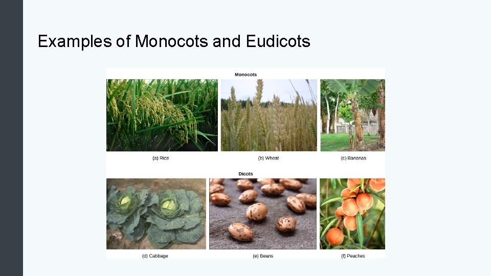 Examples of Monocots and Eudicots 