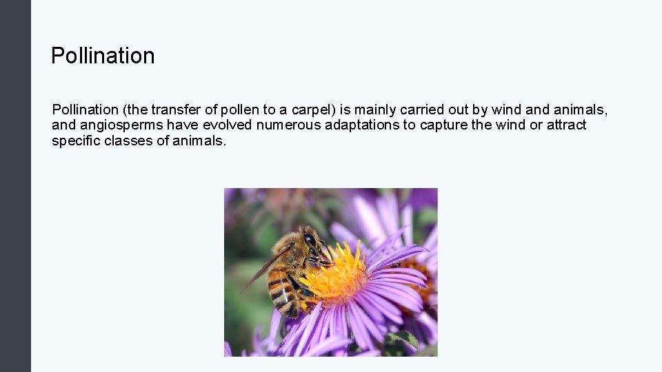 Pollination (the transfer of pollen to a carpel) is mainly carried out by wind