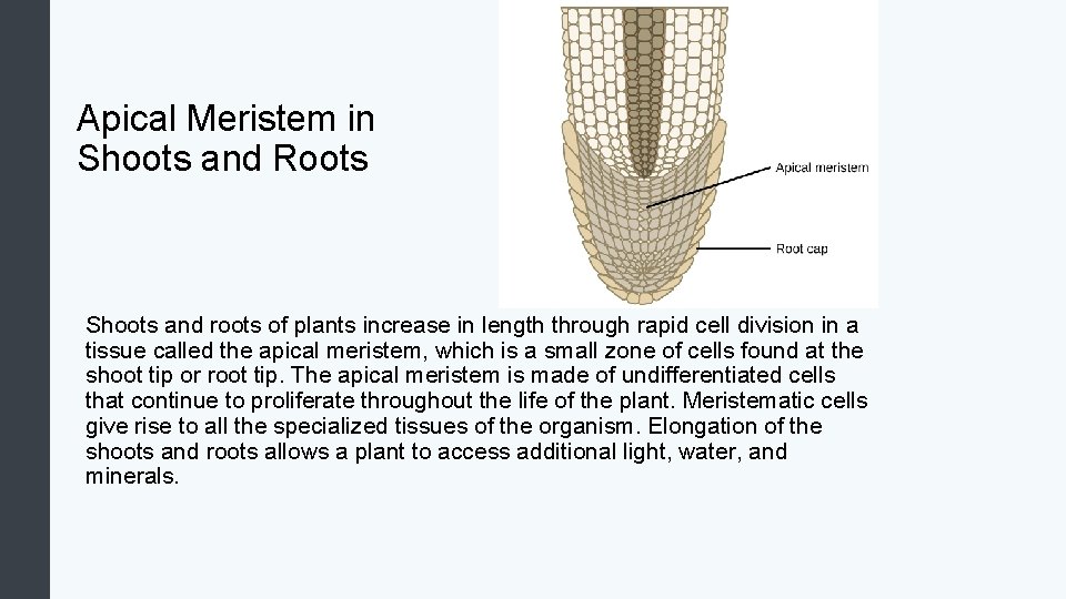 Apical Meristem in Shoots and Roots Shoots and roots of plants increase in length