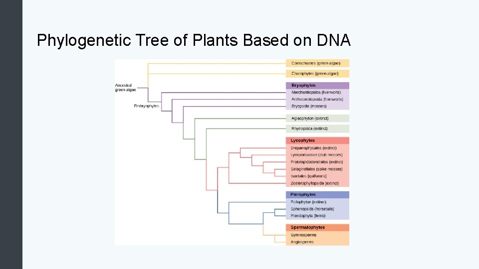 Phylogenetic Tree of Plants Based on DNA 
