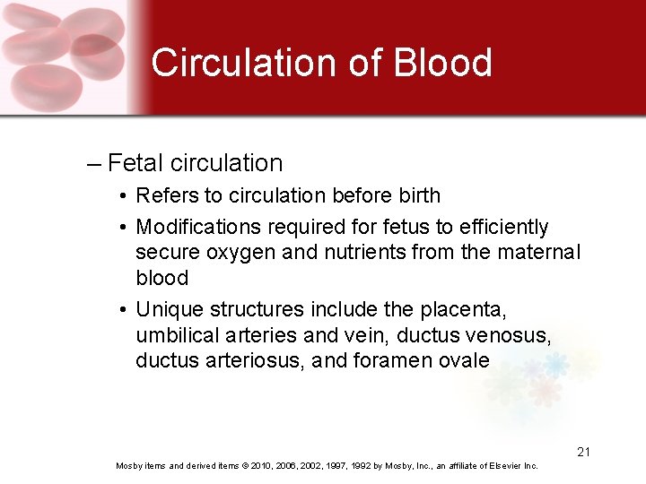 Circulation of Blood – Fetal circulation • Refers to circulation before birth • Modifications
