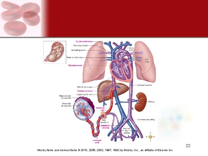 22 Mosby items and derived items © 2010, 2006, 2002, 1997, 1992 by Mosby,