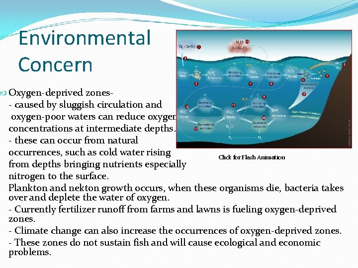 Environmental Concern Oxygen-deprived zones- - caused by sluggish circulation and oxygen-poor waters can reduce
