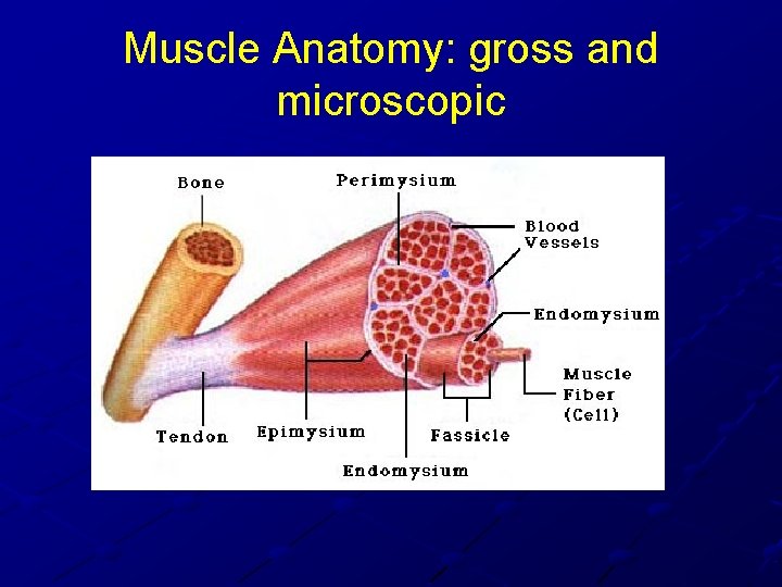 Muscle Anatomy: gross and microscopic Muscle Anatomy: gross and microscopic