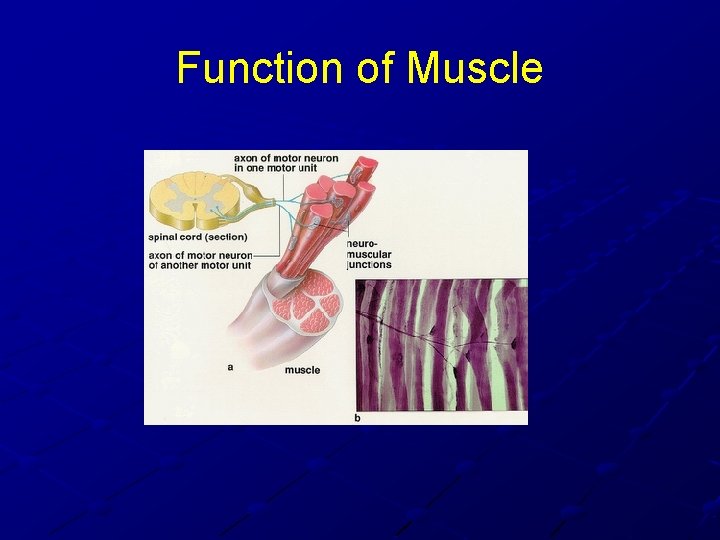 Function of Muscle 