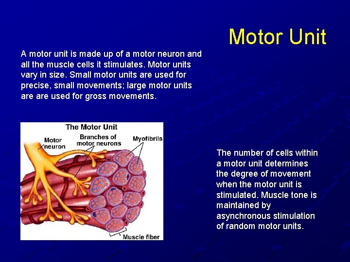 A motor unit is made up of a motor neuron and all the muscle