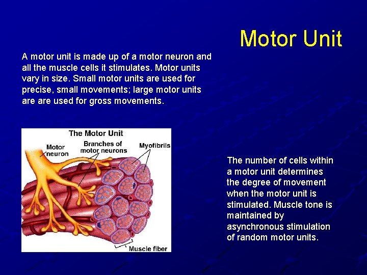 A motor unit is made up of a motor neuron and all the muscle A motor unit is made up of a motor neuron and all the muscle