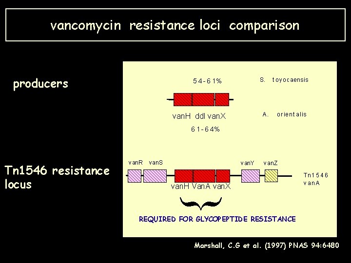 vancomycin resistance loci comparison producers 5 4 - 6 1% van. H ddl van.