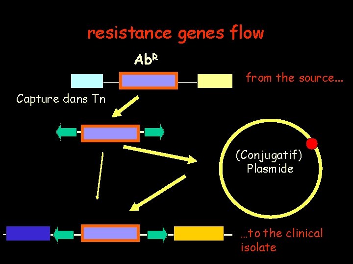 resistance genes flow Ab. R from the source. . . Capture dans Tn (Conjugatif)