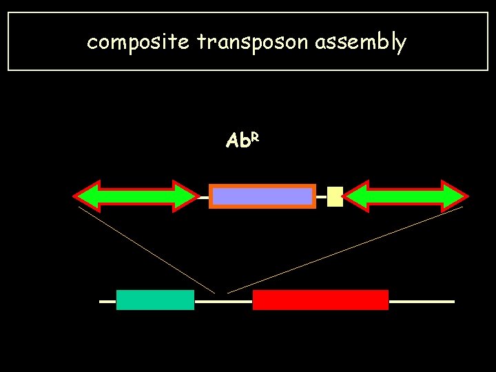 composite transposon assembly Ab. R 