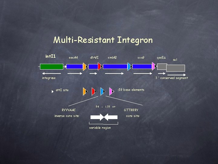 Multi-Resistant Integron int. I 1 aac. A 4 dfr. VI cml. A 2 oxa