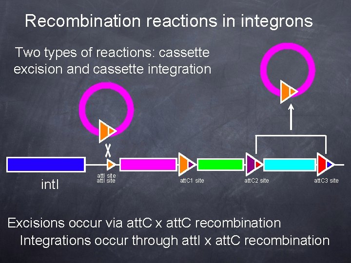 Recombination reactions in integrons Two types of reactions: cassette excision and cassette integration int.