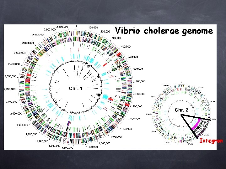 Vibrio cholerae genome Integron 