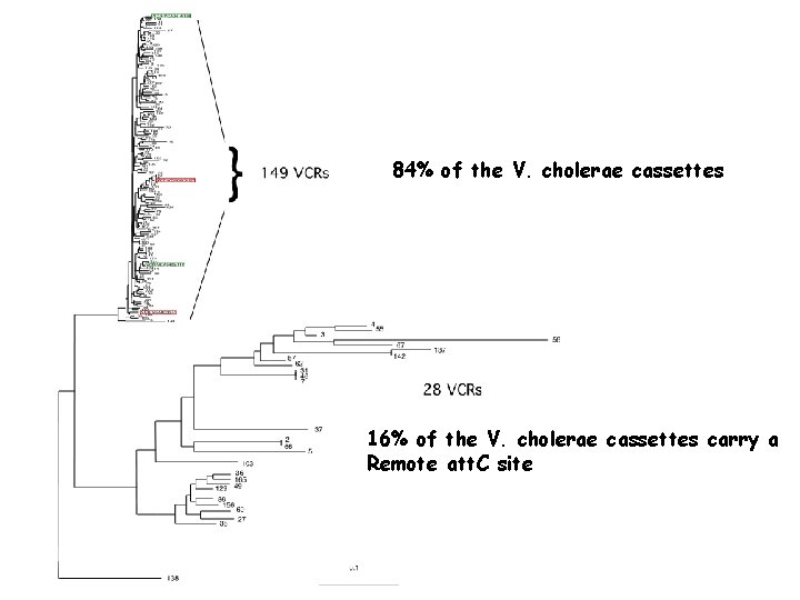 84% of the V. cholerae cassettes 16% of the V. cholerae cassettes carry a