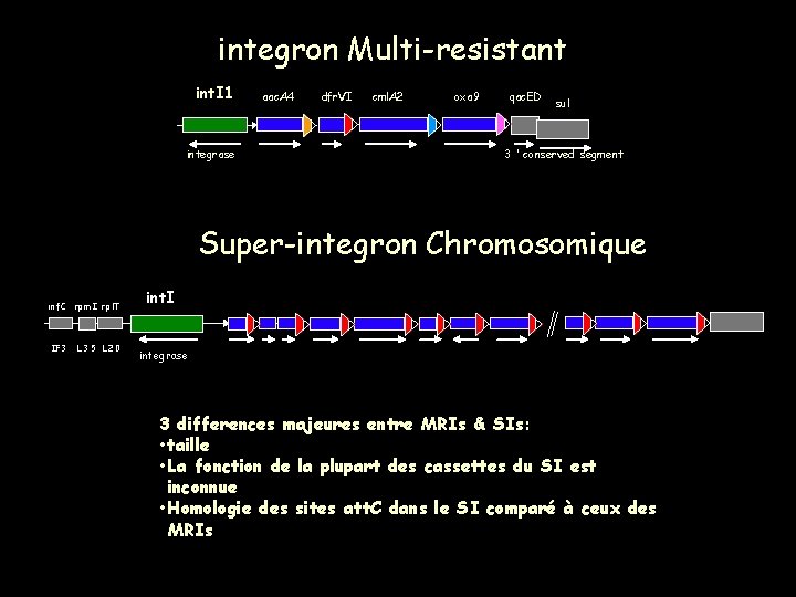 integron Multi-resistant int. I 1 integrase aac. A 4 dfr. VI cml. A 2