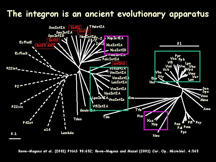 The integron is an ancient evolutionary apparatus Ec. Fim. E Ec. Fim. B P