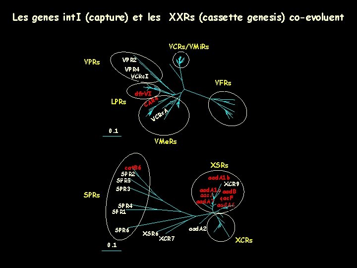 . Les genes int. I (capture) et les XXRs (cassette genesis) co-evoluent VCRs/VMi. Rs