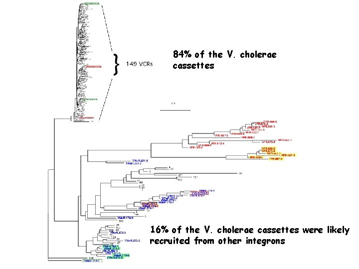 84% of the V. cholerae cassettes 16% of the V. cholerae cassettes were likely