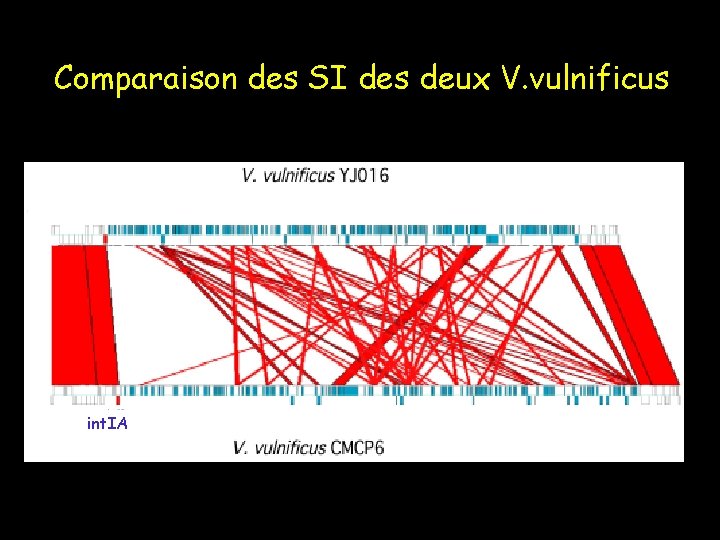 Comparaison des SI des deux V. vulnificus int. IA 