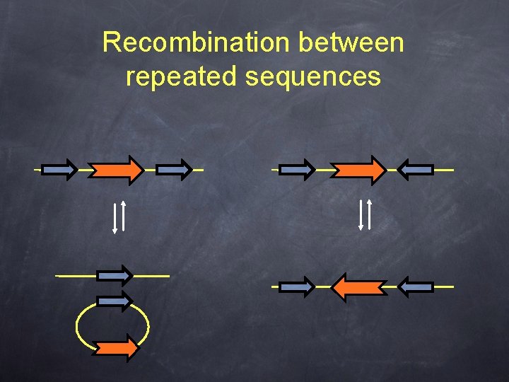 Recombination between repeated sequences 