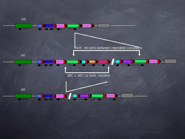int. I hom. recomb between repeated cassettes int. I att. C x att. C