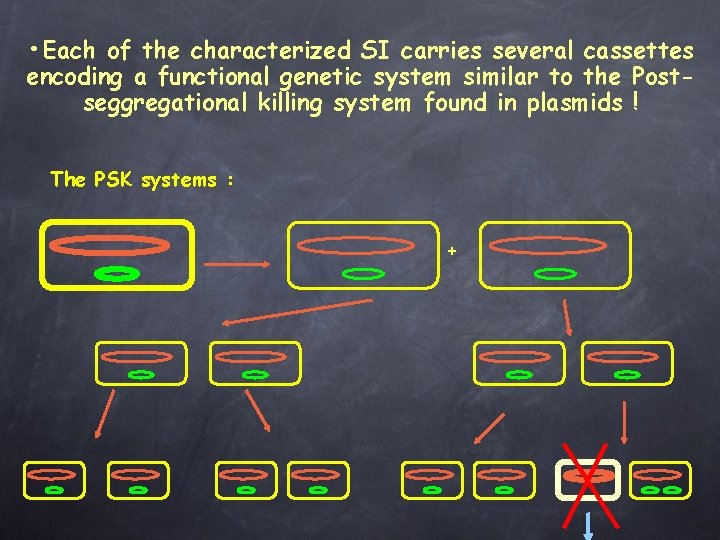  • Each of the characterized SI carries several cassettes encoding a functional genetic