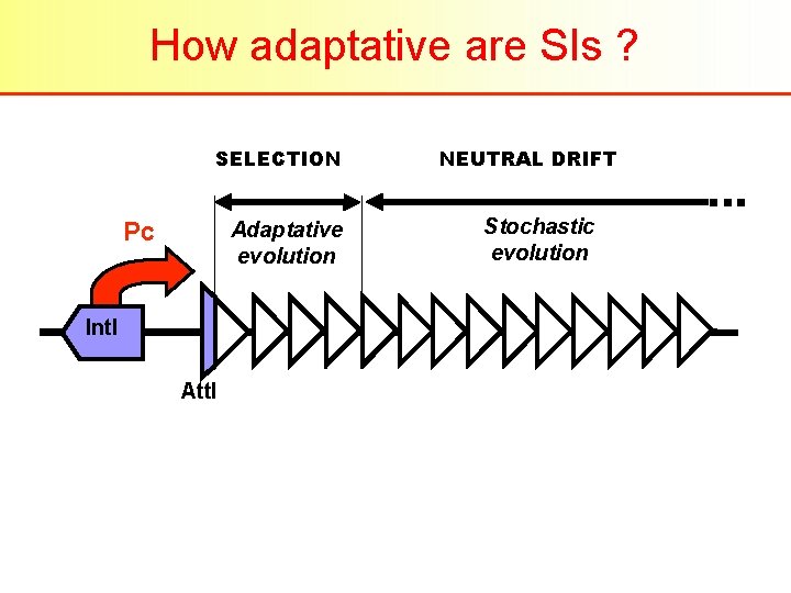 How adaptative are SIs ? SELECTION Pc Adaptative evolution Int. I Att. I NEUTRAL